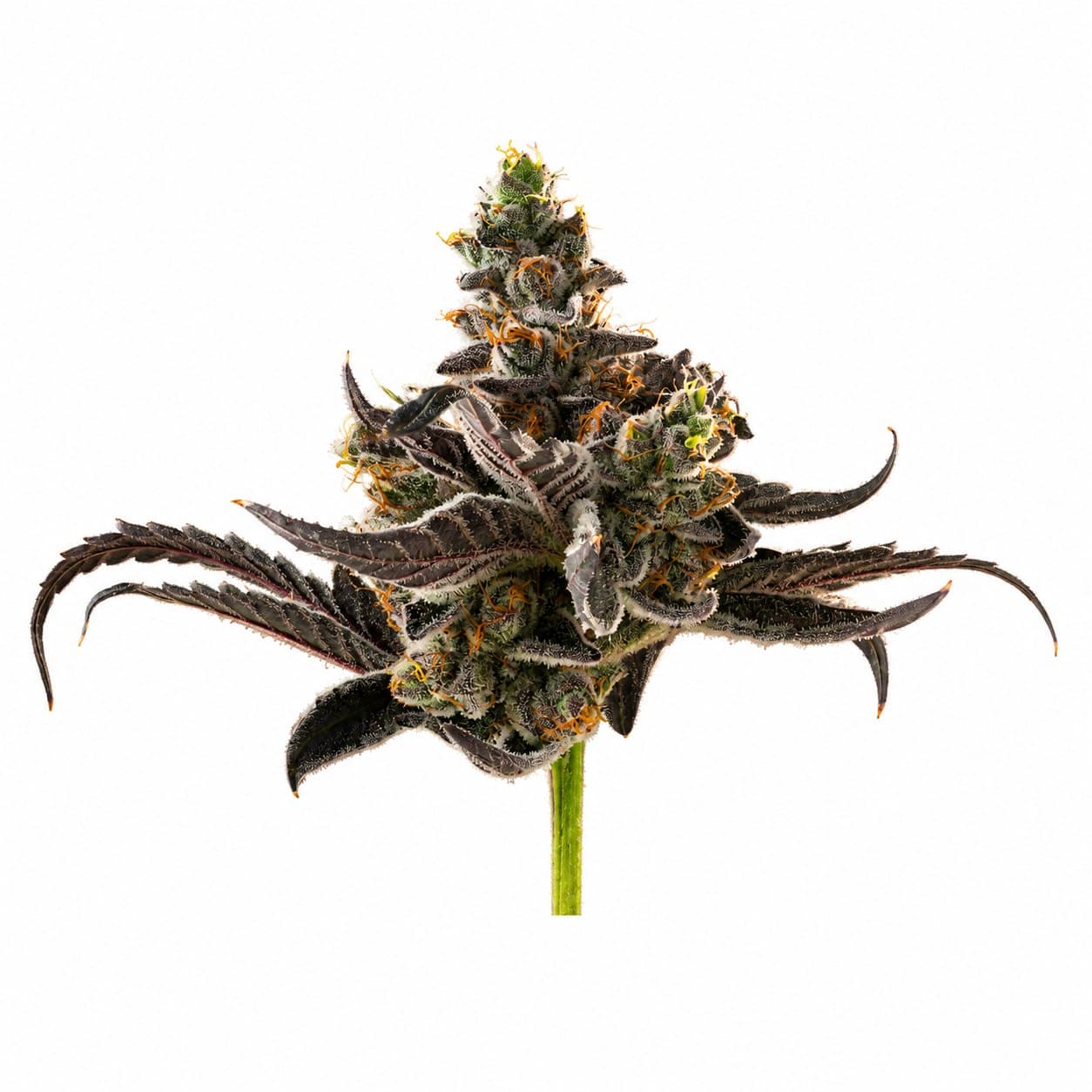 Unbound Illemonati 3.5g