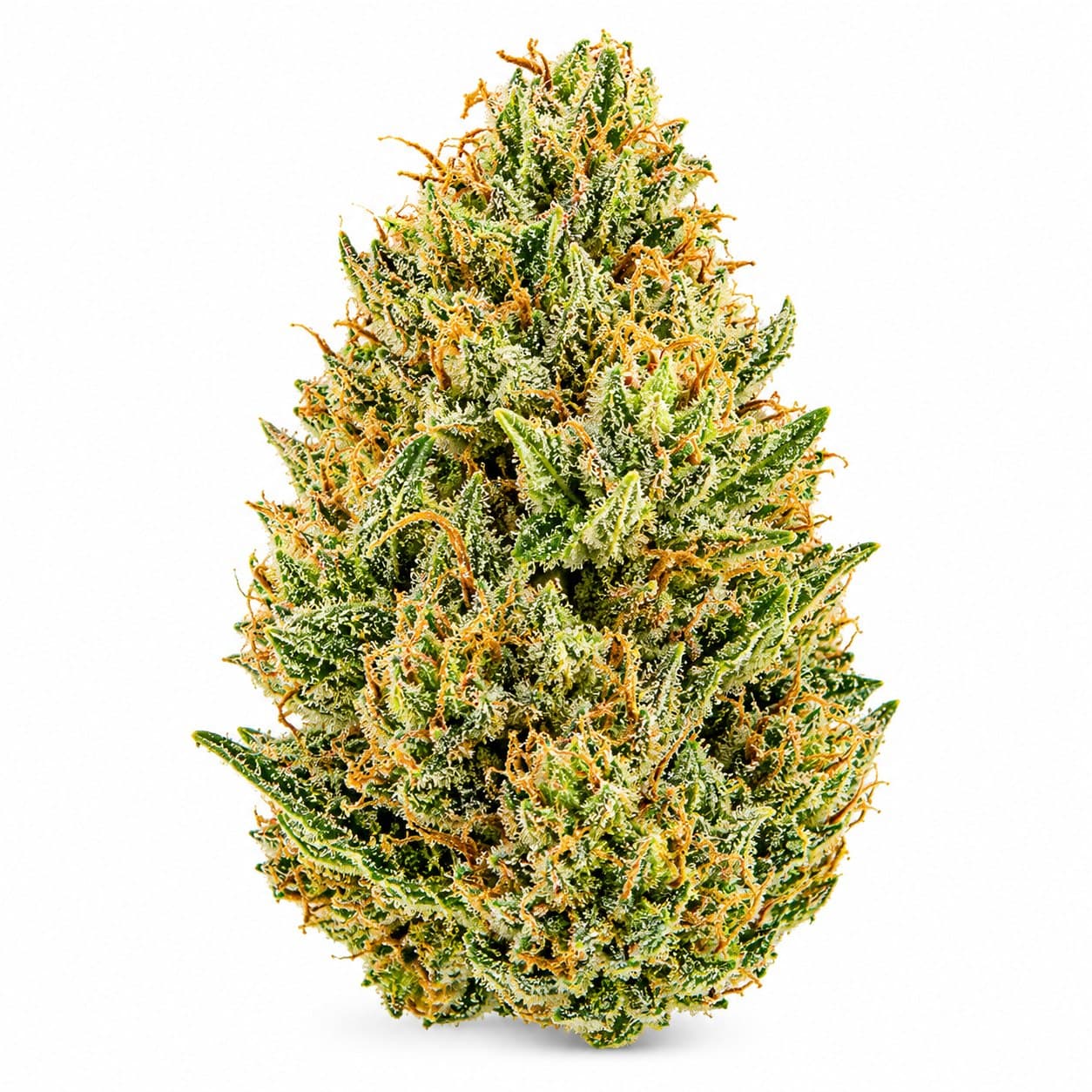 Dizgo Collective Medusa 3.5g
