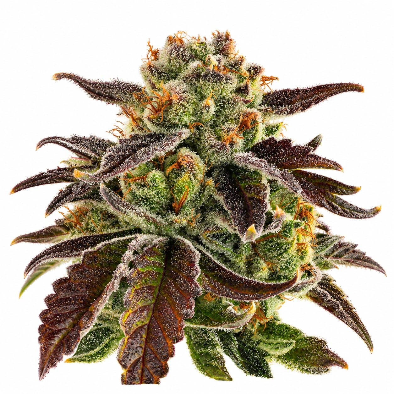 Unbound Trop Gelato 3.5g